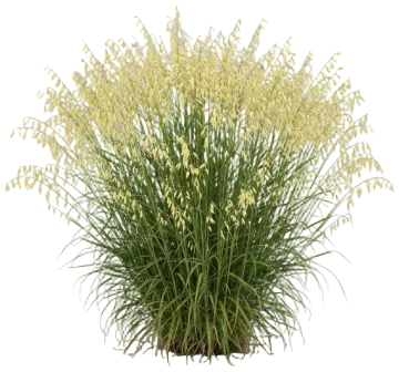 Northern Sea Oats cut-out illustration