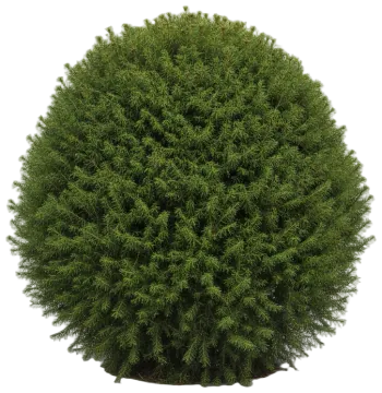 Bird's Nest Spruce cut-out illustration