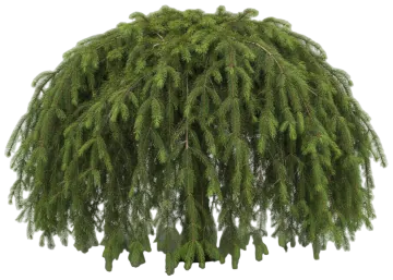 Weeping Norway Spruce cut-out illustration