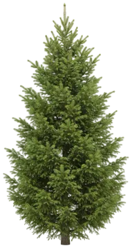 Norway Spruce cut-out illustration