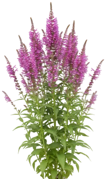 Obedient Plant cut-out illustration