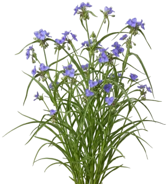 Ohio Spiderwort cut-out illustration