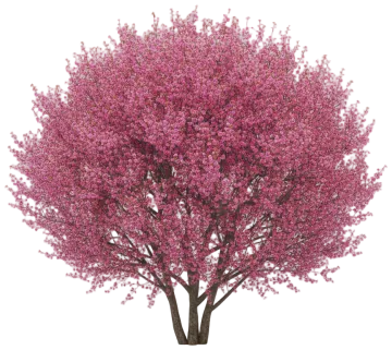 Okame Cherry cut-out illustration