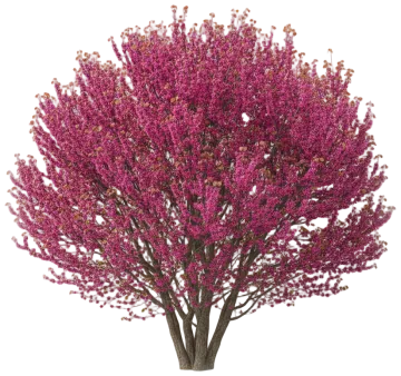 Oklahoma Redbud cut-out illustration