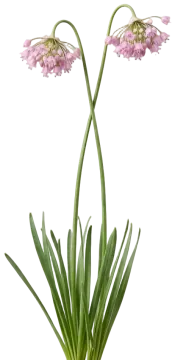Nodding Onion cut-out illustration