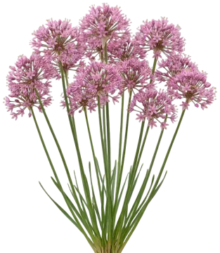 Prairie Onion cut-out illustration