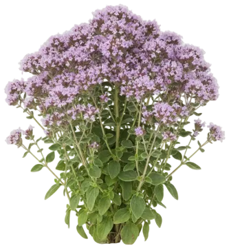 Oregano cut-out illustration