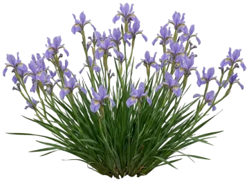 Oregon Iris cut-out illustration