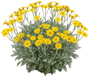 Oregon Sunshine cut-out illustration