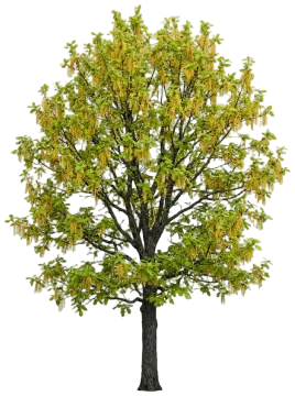 Oregon White Oak cut-out illustration