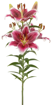 Oriental Lily cut-out illustration