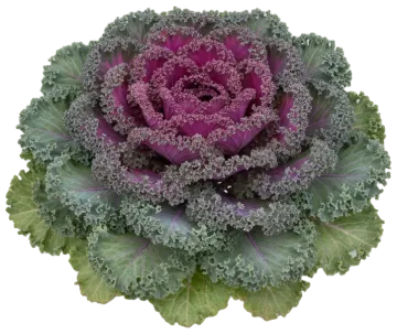 Chidori Kale cut-out illustration
