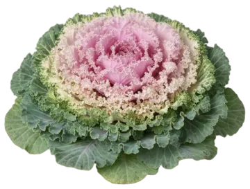 Pink Ornamental Kale cut-out illustration