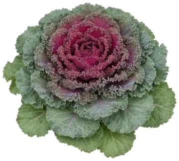 Nagoya Red Kale cut-out illustration