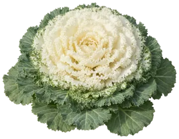 White Ornamental Kale cut-out illustration