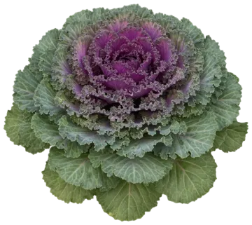 Ornamental Kale cut-out illustration