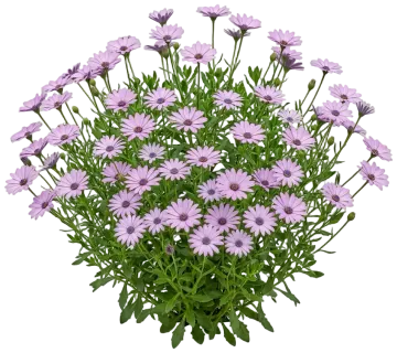 Lavender African Daisy cut-out illustration