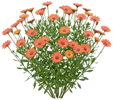 Orange African Daisy cut-out illustration