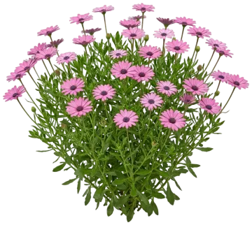 Pink African Daisy cut-out illustration