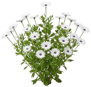 White African Daisy cut-out illustration