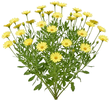 Lemon African Daisy cut-out illustration
