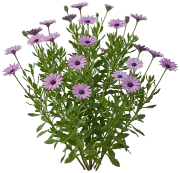 African Daisy cut-out illustration