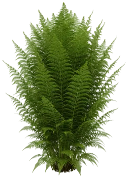 Ostrich Fern cut-out illustration