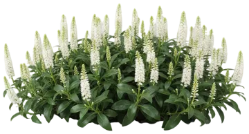 Pachysandra cut-out illustration