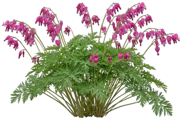 Pacific Bleeding Heart cut-out illustration