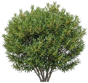 Pacific Wax Myrtle cut-out illustration