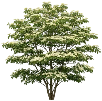 Pagoda Dogwood cut-out illustration