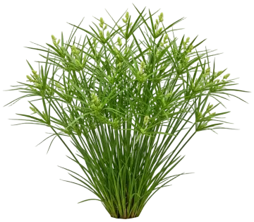 Palm Sedge cut-out illustration