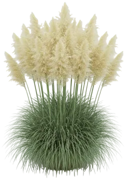 Dwarf Pampas (Pumila) cut-out illustration