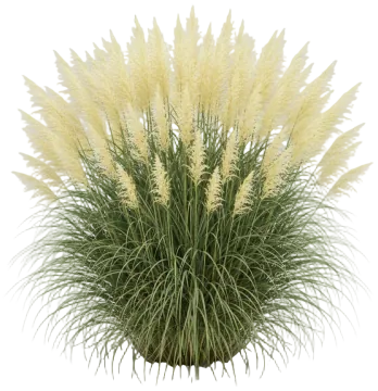 Gold Band Pampas cut-out illustration