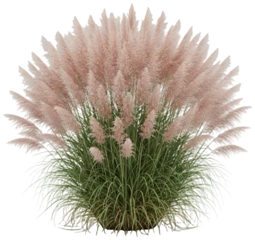 Pink Feather Pampas cut-out illustration