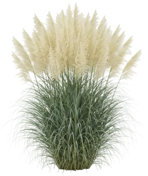 Pampas Grass cut-out illustration