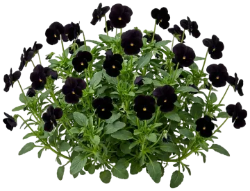 Black Pansy cut-out illustration