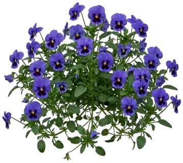 Blue Pansy cut-out illustration