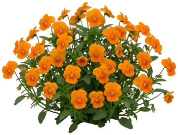 Orange Pansy cut-out illustration