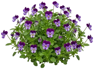 Purple Face Pansy cut-out illustration