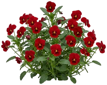 Red Pansy cut-out illustration