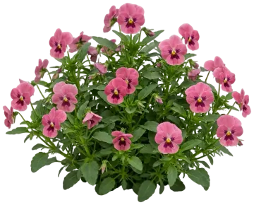 Rose Pansy cut-out illustration