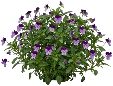 Sorbet Viola cut-out illustration