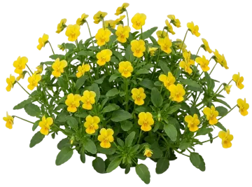 Yellow Viola cut-out illustration