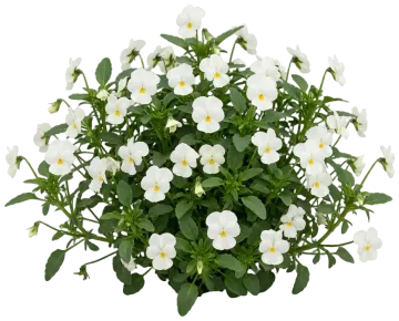 White Pansy cut-out illustration