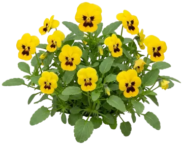 Yellow Blotch Pansy cut-out illustration