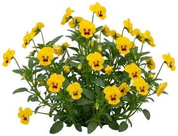 Yellow Pansy cut-out illustration