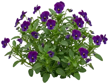 Pansy cut-out illustration