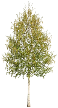 Paper Birch cut-out illustration