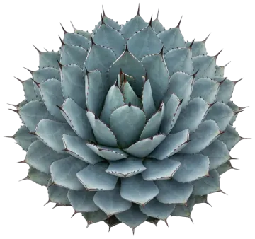 Parry's Agave cut-out illustration